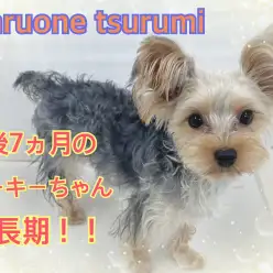 【 ヨークシャーテリア 】生後7ヵ月にして2kg台！小ぶりに成長中！