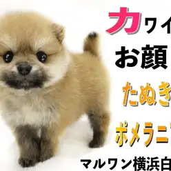 【 ポメラニアン 】あざとい表情で魅了します！小柄なたぬきポメ降臨