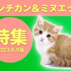 【 マンチカン＆ミヌエット特集】6/9日現在店の短足ちゃん達にフォーカス！