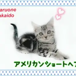 【 アメリカンショートヘア 】思わず抱きしめたくなる可愛らしい男の子！