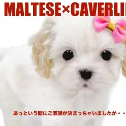 【 MIXマルキャバ 】大人気のマルキャバちゃん！優しいお顔のプリンセス！