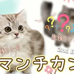 【 マンチカン 】自由奔放！生後5ヶ月を迎えたマイペースすぎる癒し系マンチカン