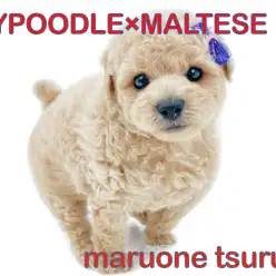 【 MIXマルプー 】MIX界では人気NO.1！アプリコットのイケメン王子様！！