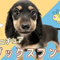 【 ミニチュアダックスフント 】短足代表の元気印！笑顔が似合う美少女！