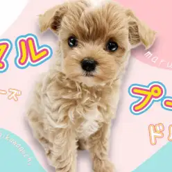 【 MIX犬 】賢くフレンドリー！マルプーちゃんの魅力を徹底解剖します！