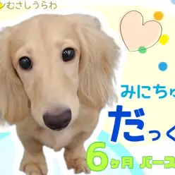 【 ミニチュアダックス 】超のつくフレンドリーなイケメン男子への成長記