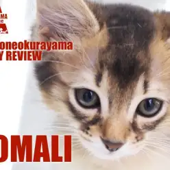 【 ソマリ 】妖艶な美しさ！バレエキャットと呼ばれる美ボディのソマリ様！