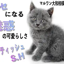 【 ブリティッシュ 】クセになる可愛らしさ！丸い輪郭と名高いカラーリングの持ち主