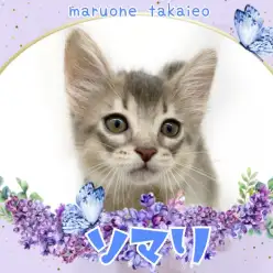 【 ソマリ 】社交性抜群！初心者にもオススメのフレンドリーにゃんこ！