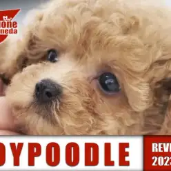 【 トイ・プードル 女の子 】女王降臨！濃いめアプリコットカラーの奇跡の美しさ！