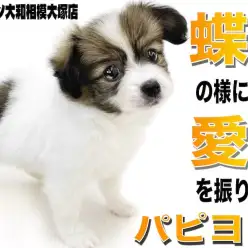 【 パピヨン 】蝶が舞う様に大きな耳がポイント！優しく懐っこい性格は癒しの極み！