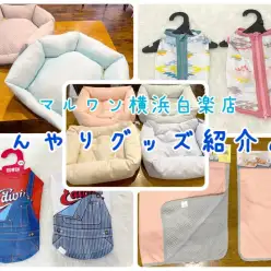 【 商品紹介 】愛犬と暑い夏を乗り切ろう！おすすめひんやりグッズ紹介