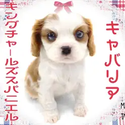 【 キャバリア 】初心者さんでも安心！おだやかオールラウンダーわんこ！
