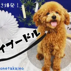 【 トイプードル 】可愛さ爆発!とってもいい子に育ってます!