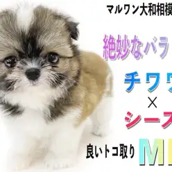【 MIX 】チワワとシーズーのミックス犬は可愛く、絶妙なバランスのルックス！