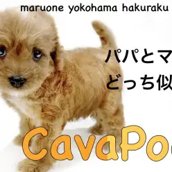 【 MIX 】フレンドリーでIQが高い！？成長がとても楽しみなキャバプー！