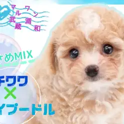 【 MIXチワプー 】MIX犬の最小サイズ！くりくりな瞳とふわふわさにひとめぼれ