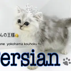 【 ペルシャ 】可愛さギュッと詰め込んだ猫の王様ペルシャくん