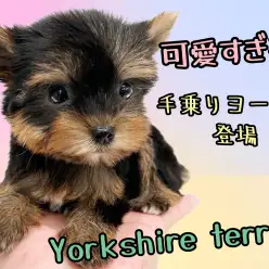 【 ヨークシャーテリア 】ハイクラスなルックス！小さめサイズの手乗りヨーキー