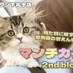 【 マンチカン 】美貌な容姿と甘えん坊な性格のギャップに注目の2ndブログ！