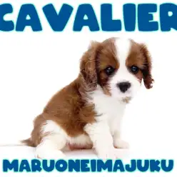 【 キャバリア 】幸せを運ぶ王道ブレンハイムカラーの癒し系男子が聖地に降臨！