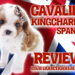 【 キャバリア 】まるで貴公子！おっとり温厚ブレナムスポットにも注目！！