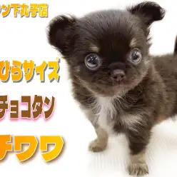 【 チワワ 】生後2ヶ月で体重490gの小さめサイズ！濃厚チョコタンカラーが特徴