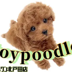 【 トイプードル 】小さめボディーに胸キュン必至！プレミアムレッドの男の子！