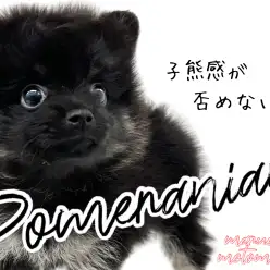 【 ポメラニアン 】圧倒的小熊感！！もふみ溢れるブラタンポメ！