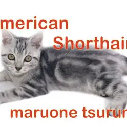 【 アメリカンショートヘアー 】人懐こさ抜群のイケメンボーイ！！