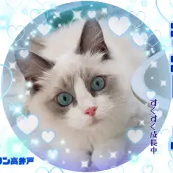 【 ラグドール 】ふわふわの天使猫ちゃん、素敵なお姉さんに成長中！！