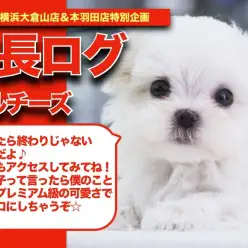 【 マルチーズちゃんの成長アルバム 】プレミアム級の可愛さのマルチーズちゃんの成長記！