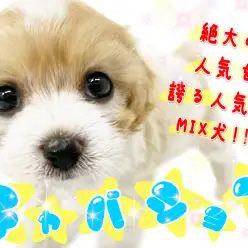 【 キャバション 】横浜元町に降臨!圧倒的アイドルわんこ!【 MIX 】