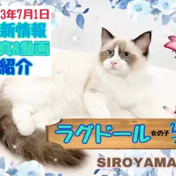 【 ラグドール 】2nd紹介 ワンちゃんとも仲良くできそうな優しい猫