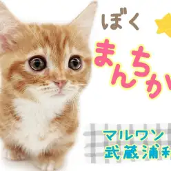 【 マンチカン 】大人気短足にゃんこが久々登場！とびきりスイートな男の子