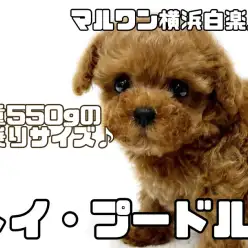 【 トイ・プードル 】体重550g！プレミアム級の可愛さを持つ小柄なテディベア