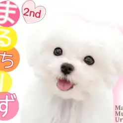 【 マルチーズ 】まっしろ純白の小さな天使ちゃん！お散歩にも初チャレンジ！