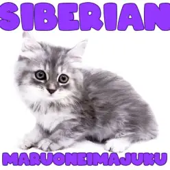 【 サイベリアン 】目ヂカラ最強の超絶甘えん坊なシンボルニャンコが聖地に登場！