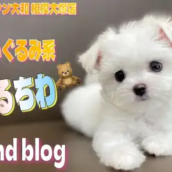 【 MIX 】超小柄ぬいぐるみわんこ！可愛いが止まらない！マルチワの成長記録