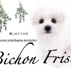 【 ビションフリーゼ 】大きな瞳にまん丸シルエットの短足ビション君