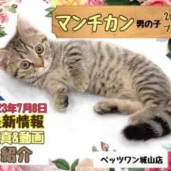 【 マンチカン 】2nd紹介 正真正銘のショートフットマンチカン