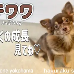 【 チワワ 】小さめチワワくんの成長記録！元気いっぱい遊ぶ姿も必見！