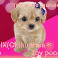 【 MIXチワプー 】MIX界ではダントツの人気、アプリコットのイケメン王子様！