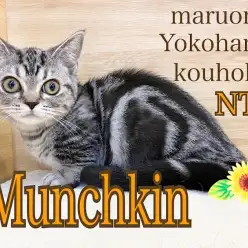 【 マンチカン 】超短足！3ヶ月のおおらか娘