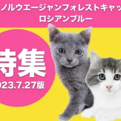 【 ノルウエージャン＆ロシアンブルー特集 】7/27現在在店の森の妖精とロシアの貴公子！