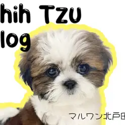 【 シーズー 】ペちゃ顔好きさんが声を上げるほどの可愛さMAXシーズー！