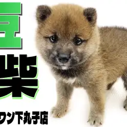 【 豆柴 】ころころフォルムが可愛すぎる！穏やかな性格の豆柴犬が登場！