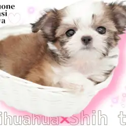 【 レアMIX 】小さなシーズーor鼻ぺちゃチワワをお探しの方必見！チワズー紹介