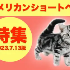 【 アメリカンショートヘア特集 】7/13現在在店中の活発な甘えん坊ニャンコ特集