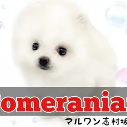 【 ポメラニアン 】白い妖精！真夏のゆきんこポメラニアン君がやってきました♪